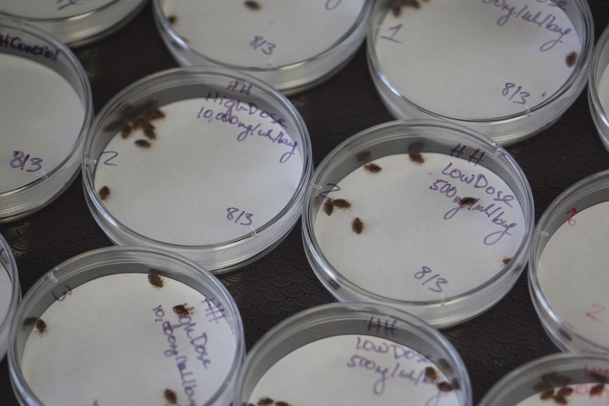 Bedbugs can cause people to lose sleep — and blood. Here’s what to do ...