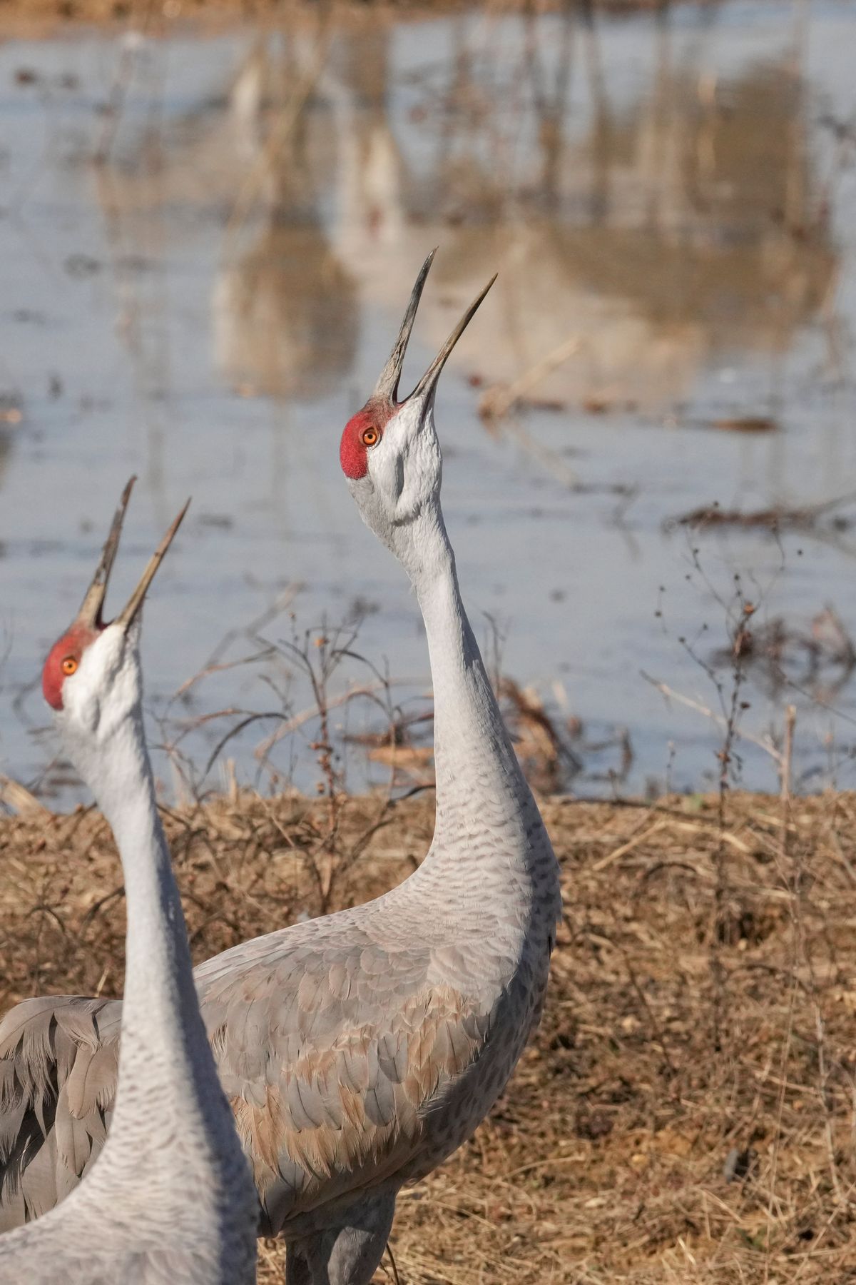 Alabama refuge is a paradise for birders and thousands of migrating ...