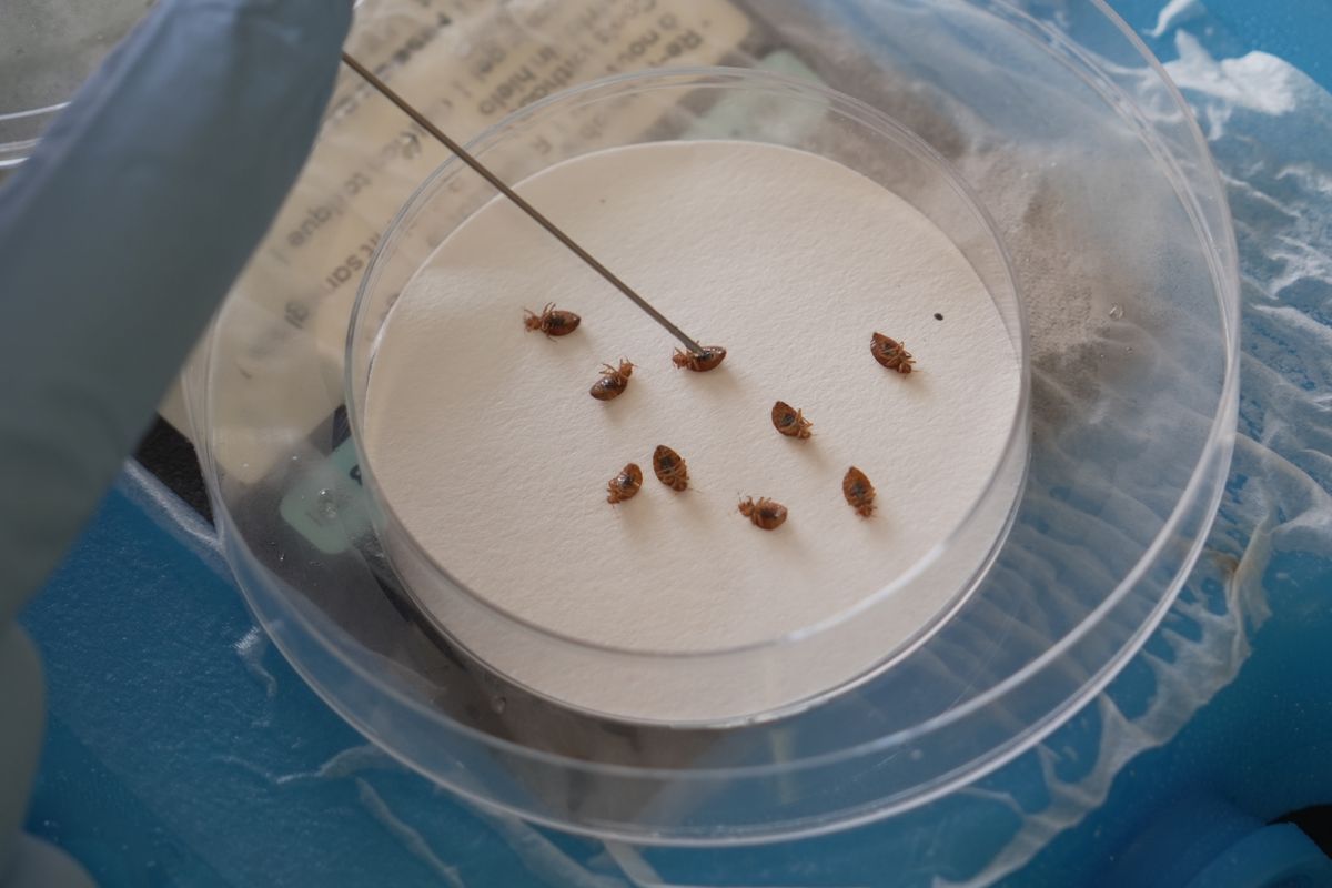 Bedbugs can cause people to lose sleep — and blood. Here’s what to do ...