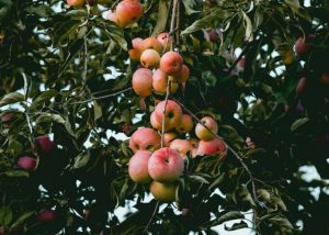 Now Is Time To Prune Your Fruit Trees