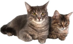 Sonora Cat Rescue