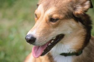 Calaveras County Targets Barking And Roaming Dogs