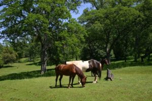 Horses