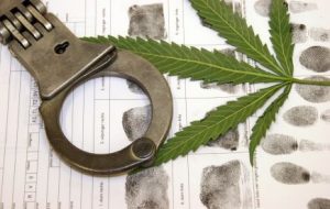 Sonora Pot Bust