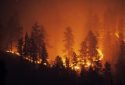 Forest fire