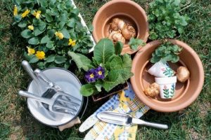 Starting Seeds for Spring