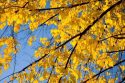 Autumn Leaves