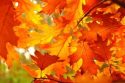Autumn Leaves