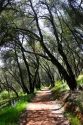 Path In Oak Trees