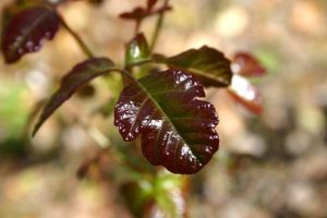 Poison Control Warns Residents That Poison Oak Is Abundant Now