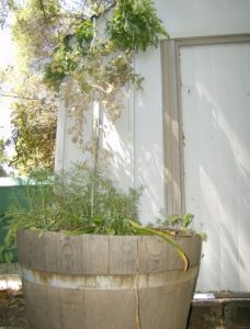 Herb Gardening for the Winter Chef