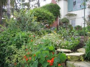 Low-Maintenance Plants for Slopes