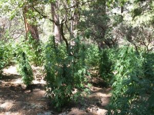 Yosemite National Park Marijuana Raid