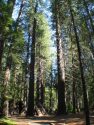 Calaveras Big Trees