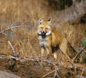 Red Foxes Found Near Sonora Pass