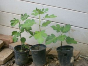 Use Winter Months to Prepare for Spring Gardening