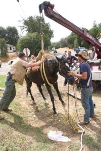 Horse Rescued In Jamestown