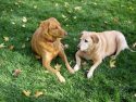 Dogs - Archive Image