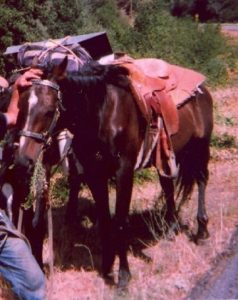 Second Horse Sought Following Incident
