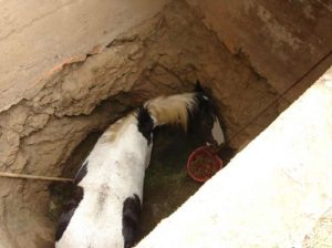 Horse Rescue In Mountain Ranch