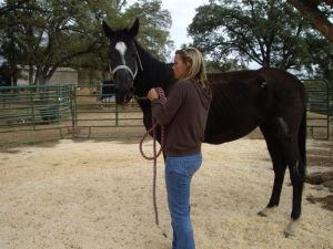 ReHorse Rescue Ranch: Seeking Homes For Horses