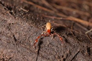 New Discovery At Yosemite National Park