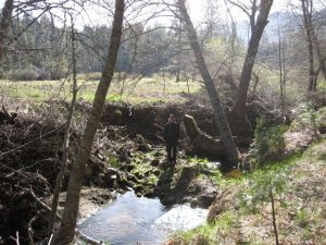 Yosemite Continues To Restore Wawona Meadow