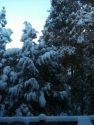 Snow in Twain Harte