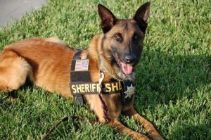Sniffing Out Crime