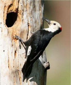 Holiday Bird Watching Event At Yosemite