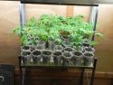 Marijuana Plants