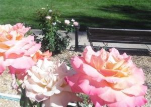 Pruning Roses for Spring and Summer Beauty