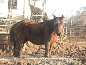 Horses Rescued In Copperopolis