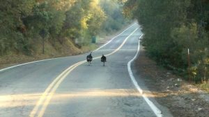 Turkeys Accused Of Holding Up Traffic