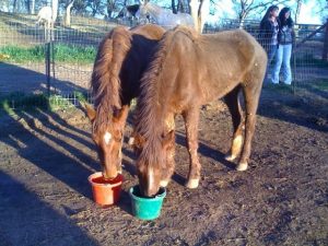 New Life For Rescued Horses