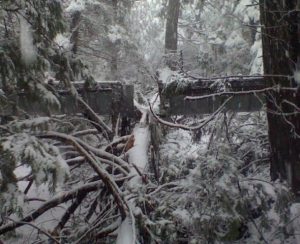 Tree Damages T.U.D. Flume