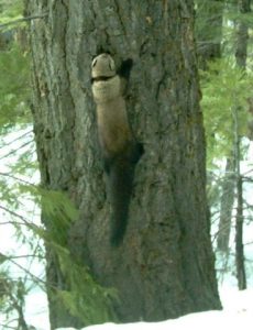 Unusual Find At Yosemite National Park