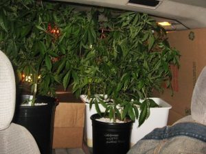 Sonora Pot Bust