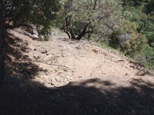 Reducing Your Yard’s Carbon Footprint