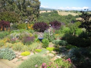 Plant All Stars in Your Garden
