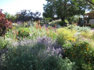 Lovely Lavender