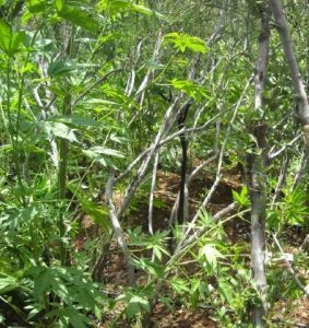 Marijuana Gardens Found In Calaveras County