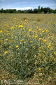 How to Eradicate Yellow Starthistle Without using Nuclear Weapons