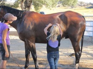 Healing Horses And Kids