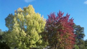Nature’s Autumn Palette