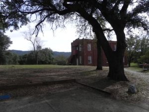 Planting In The Shade Of Trees