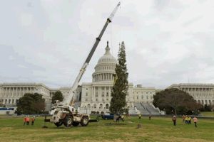 Capitol Christmas Tree Arrives In DC