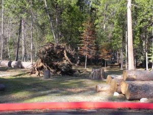 Tree Health In A Time Of Drought