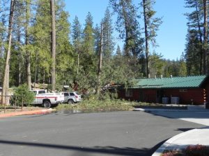 Wind Damage In Twain Harte