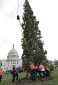 Capitol Christmas Tree Lighting Tonight